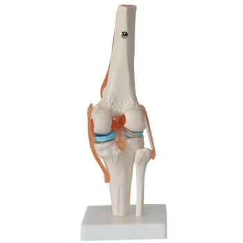 Telo Modelu Ľudských Kolenného Kĺbu Anatómie Model Flexibilné Kostra Model S Funkčným Väzy A Základné Vyučovacie Modely